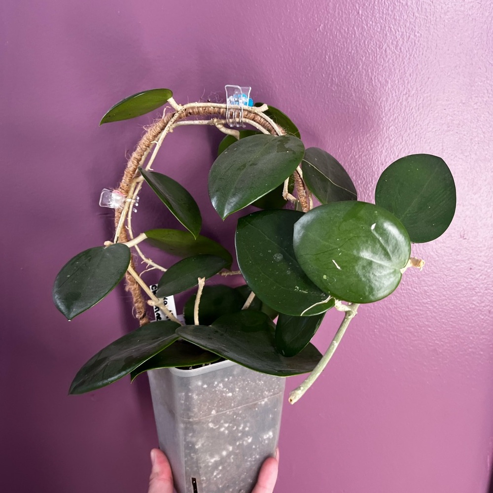 Hoya MB1414 Christine X Aldrichii